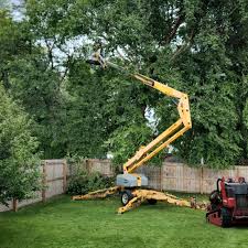 Best Tree Cabling and Bracing  in Cottage Grove, MN